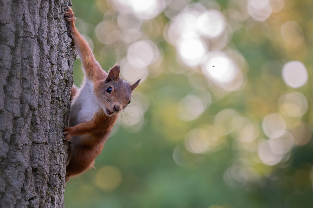 Ontdek de Natuur van De Maashorst tijdens een Natuurexpeditie